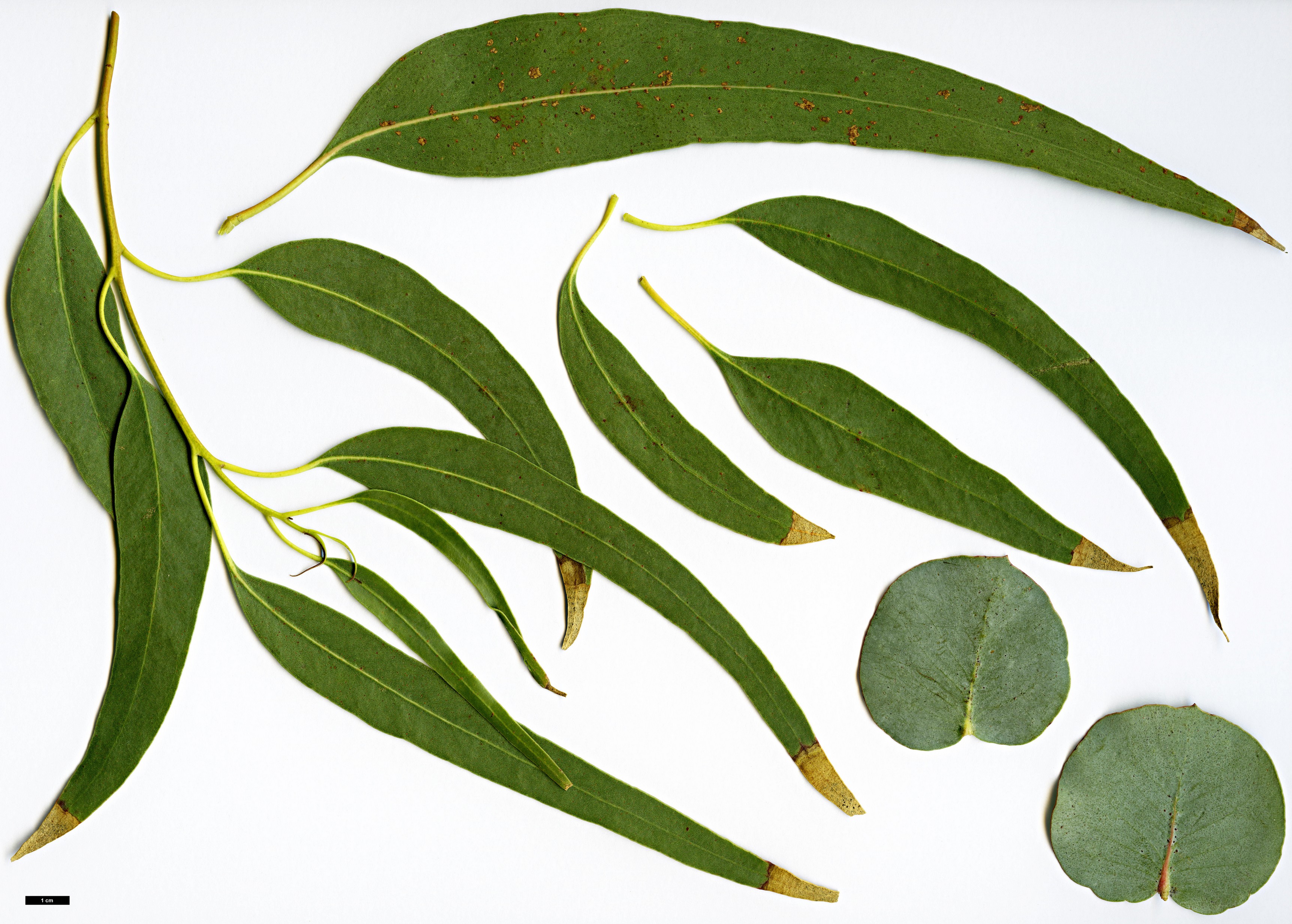 High resolution image: Family: Myrtaceae - Genus: Eucalyptus - Taxon: goniocalyx